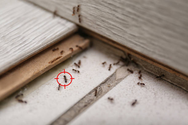 Best Exterminator Services  in Orrville, OH