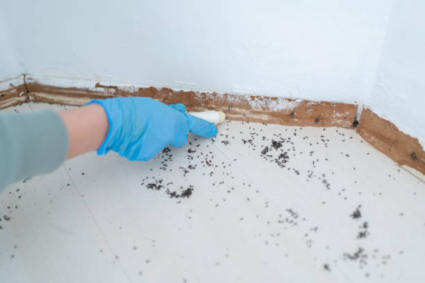 Best Pest Prevention Services  in Orrville, OH
